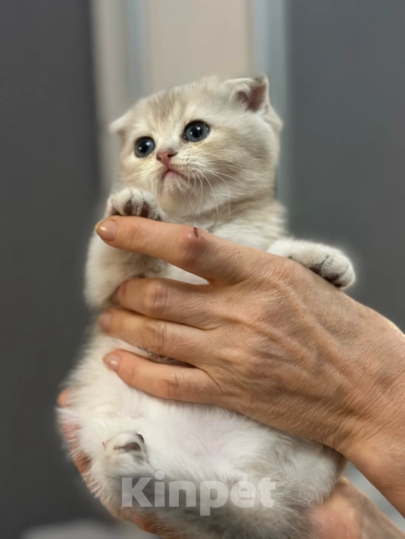 Кошки в Саратове: Шотландская голубая золотая шиншила Девочка, 15 000 руб. - фото 5
