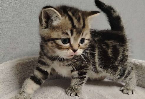 Шотландская прямоухая девочка