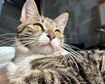 Кошки в Красноярске: Кошка с добрые руки Девочка, Бесплатно - фото 6