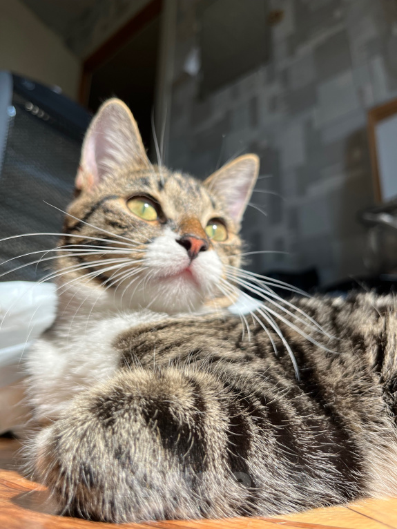 Кошки в Красноярске: Кошка с добрые руки Девочка, Бесплатно - фото 6