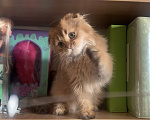Кошки в Москве: Мальчик Scottish highland fold Мальчик, 18 000 руб. - фото 4