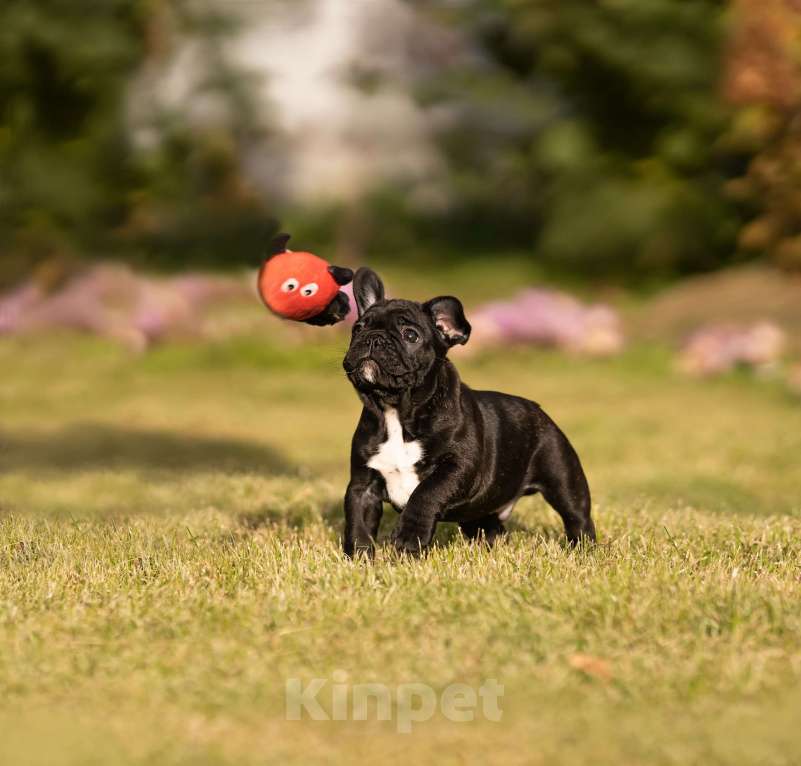 Собаки в Санкт-Петербурге: Кобель тигрового окраса Мальчик, Бесплатно - фото 3
