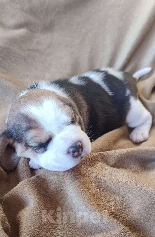 Собаки в Рязани: Щенки Бигль Мальчик, Бесплатно - фото 6