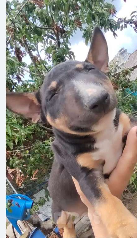 Собаки в Краснодаре: Изабель с Собербаш Девочка, 50 000 руб. - фото 2