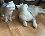 Кошки в Москве: Шотландский прямоухий короткошерстный Девочка, Бесплатно - фото 5