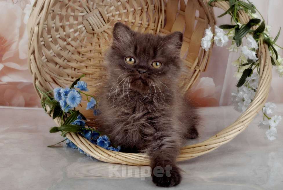 Кошки в Санкт-Петербурге: Британский котенок, девочка мулатка-шоколадка Девочка, 38 000 руб. - фото 7
