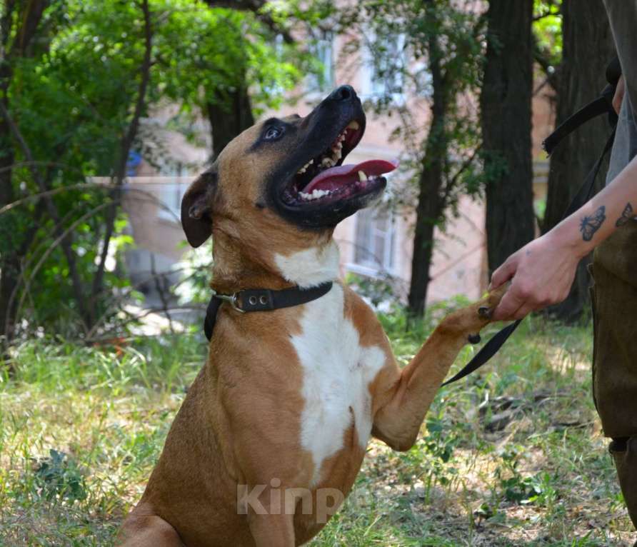 Собаки в Ростове-на-Дону: Стаффорд  в добрые руки Мальчик, Бесплатно - фото 2