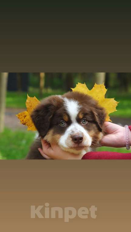 Собаки в Москве: Мальчик Аусси Мальчик, Бесплатно - фото 2