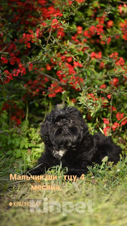 Собаки в Краснодаре: Мальчик ши-тцу Мальчик, Бесплатно - фото 2