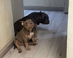 Собаки в Москве: Красивый мальчик Мальчик, 70 000 руб. - фото 2
