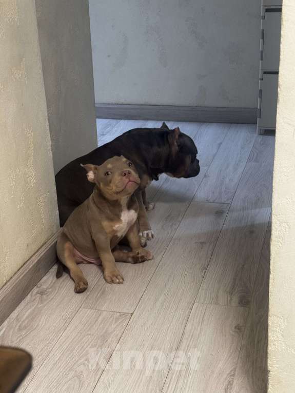 Собаки в Москве: Красивый мальчик Мальчик, 70 000 руб. - фото 2