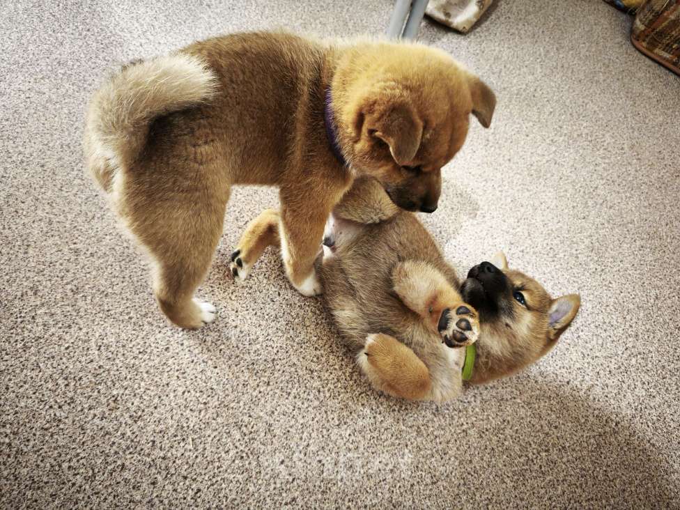 Собаки в Никольском: Продается щенок сиба ину Мальчик, 70 000 руб. - фото 5