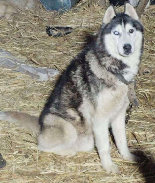 Собаки в Санкт-Петербурге: Отдам собаку бесплатно Мальчик, Бесплатно - фото 3