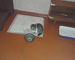 Кошки в Брянске: Вишенке нужен хозяин Девочка, Бесплатно - фото 1