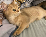 Кошки в Москве: Котенок золотистая шиншилла девочка 5месяцев Девочка, Бесплатно - фото 3