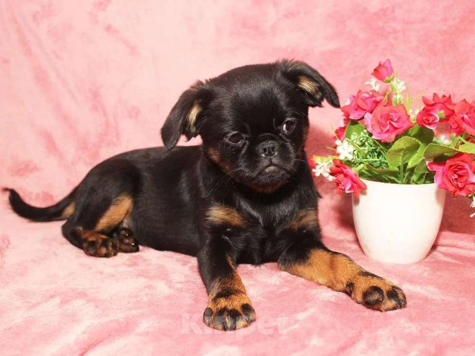 Собаки в Санкт-Петербурге: Маленькая принцесса Девочка, 80 000 руб. - фото 10