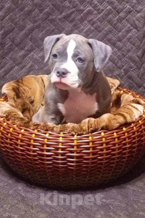 Собаки в Орске: Американский булли покет Разнополые, Бесплатно - фото 4