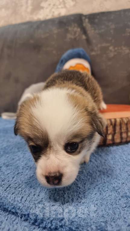 Собаки в Москве: Элитный щенок Мальчик, 85 000 руб. - фото 7