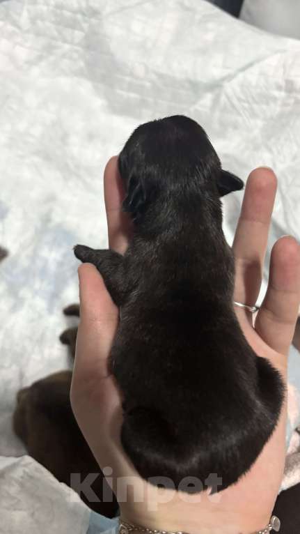 Собаки в Лянторе: Щенок французского бульдога Девочка, 60 000 руб. - фото 5