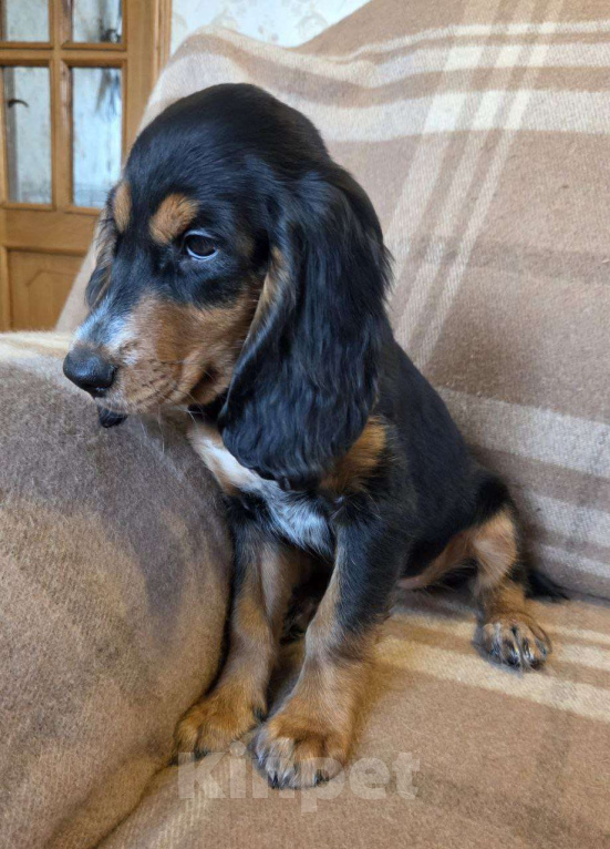 Собаки в Подольске: Щенок русского охотничьего спаниеля Девочка, Бесплатно - фото 4