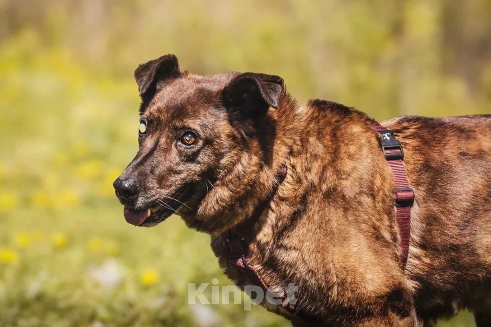 Собаки в других городах Московской области: Москва и МО. Тайра ищет дом Девочка, Бесплатно - фото 2