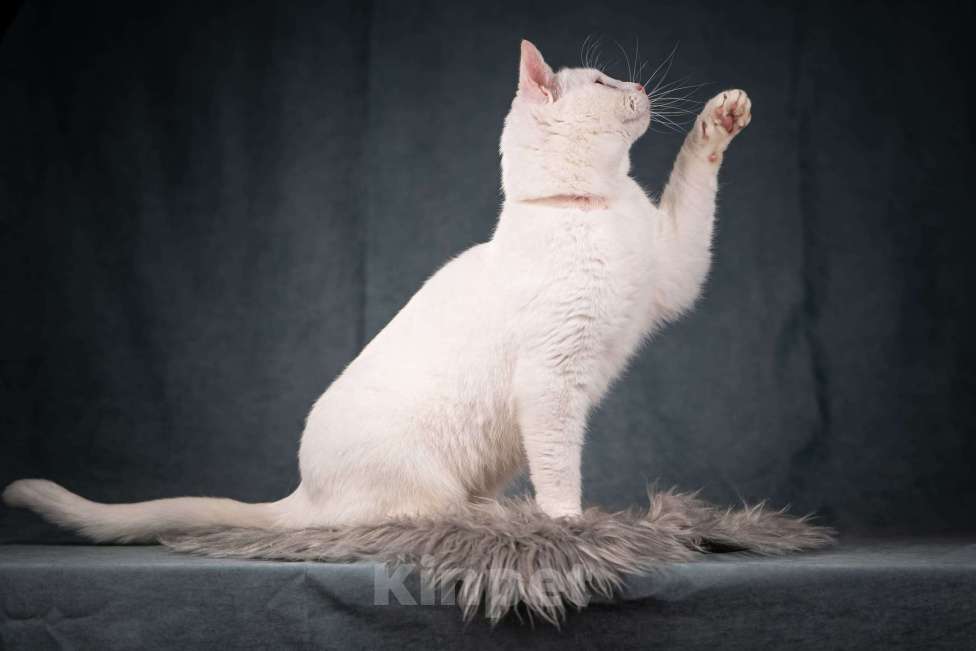Кошки в Клине: Бьянка — красивейшая белоснежная кошечка Девочка, Бесплатно - фото 2