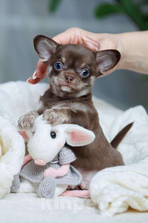Собаки в Санкт-Петербурге: Мальчик Чихуахуа Мальчик, 60 000 руб. - фото 3