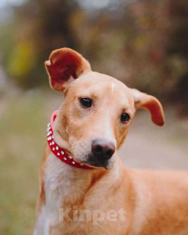 Собаки в Люберцах: Солнечный парень Вилли в поисках родителей Мальчик, Бесплатно - фото 6
