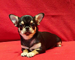 Собаки в Москве: Чихуахуа. Девочка. Девочка, 60 000 руб. - фото 2
