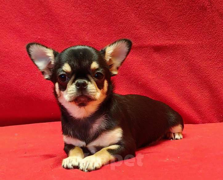 Собаки в Москве: Чихуахуа. Девочка. Девочка, 60 000 руб. - фото 2