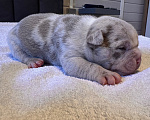Собаки в других городах Московской области: AMERICAN BULLY   девочка Девочка, 250 000 руб. - фото 3