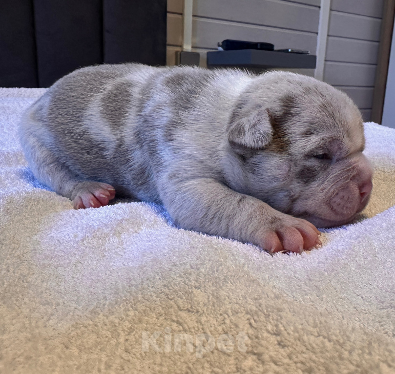 Собаки в других городах Московской области: AMERICAN BULLY   девочка Девочка, 250 000 руб. - фото 3