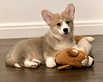 Собаки в Санкт-Петербурге: Щенок вельш корги пемброк Мальчик, Бесплатно - фото 3