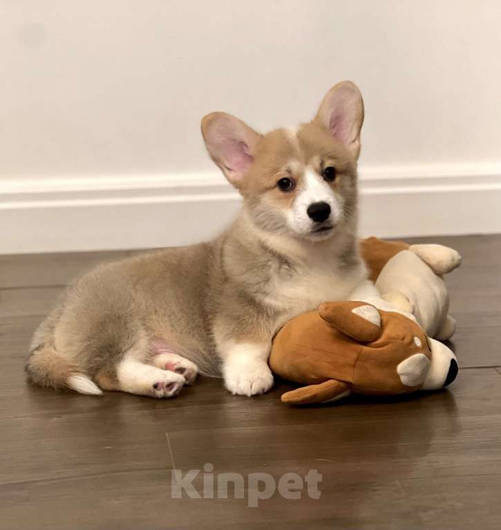 Собаки в Санкт-Петербурге: Щенок вельш корги пемброк Мальчик, Бесплатно - фото 3