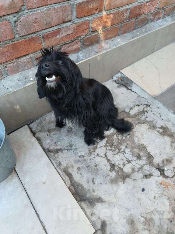 Собаки в Ростове-на-Дону: Нашёл собачку  Девочка, Бесплатно - фото 4