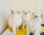 Кошки в Москве: Самые нежные породистые девочки Рэгдолл Девочка, 100 000 руб. - фото 2