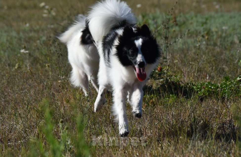 Собаки в Москве: Ненецкая оленегонная лайка. Сука Цветик-Семицветик. Девочка, 50 000 руб. - фото 10