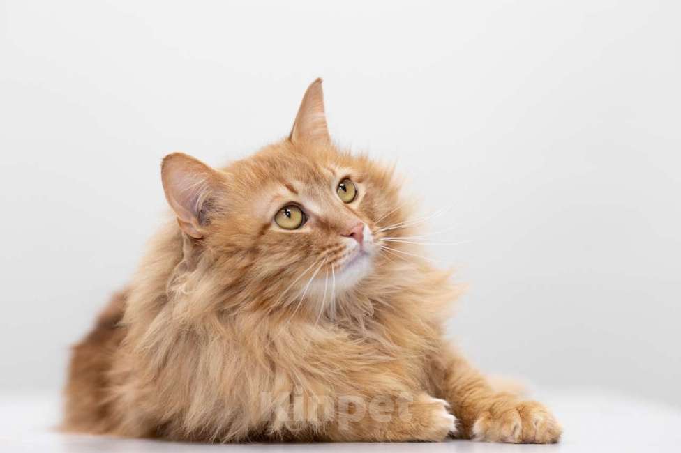 Кошки в Москве: кот Крыжовник в добрые руки Мальчик, Бесплатно - фото 7