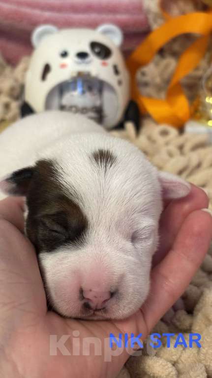 Собаки в Москве: Щенок джек-рассел-терьер от титулованных родителей  Мальчик, 40 000 руб. - фото 2