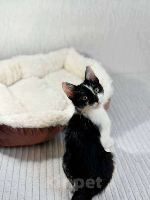 Кошки в Балашихе: Тео Мальчик, Бесплатно - фото 3