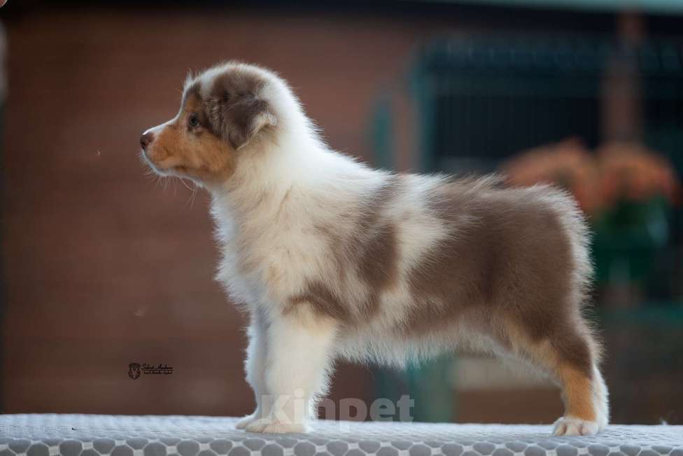 Собаки в Москве: австралийская овчарка аусси Девочка, 150 000 руб. - фото 3