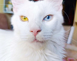 Кошки в Санкт-Петербурге: Кошечка разноглазая Девочка, 15 000 руб. - фото 1