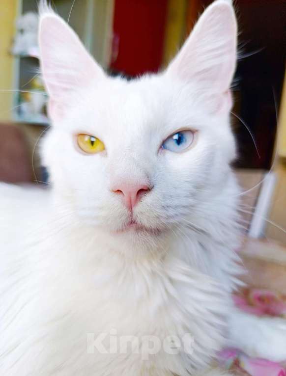 Кошки в Санкт-Петербурге: Кошечка разноглазая Девочка, 15 000 руб. - фото 1