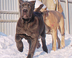 Собаки в Москве: Подпастают мощные корсо Девочка, 60 000 руб. - фото 10
