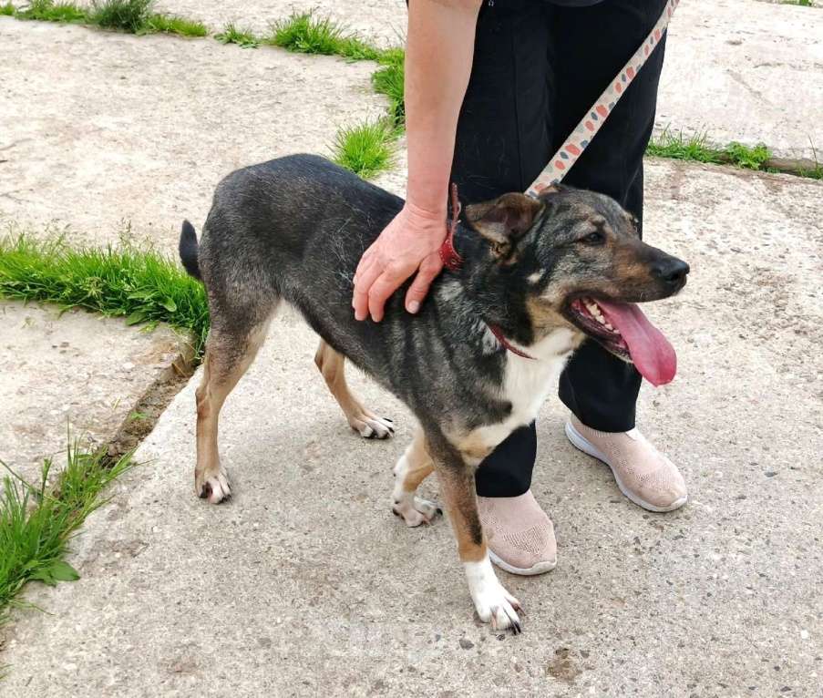 Собаки в Москве: ШАНС для ласкушечки Мэри на дом и любимую семью  Девочка, Бесплатно - фото 10