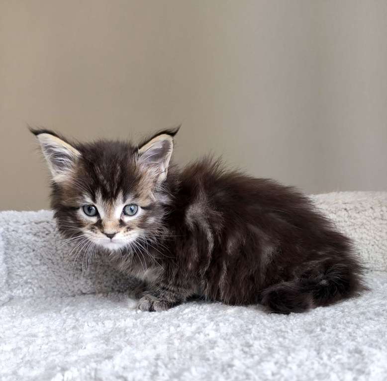 Кошки в Санкт-Петербурге: Котенок мейн-кун полидакт на передние лапы 6/6/4/4 Мальчик, 80 000 руб. - фото 4