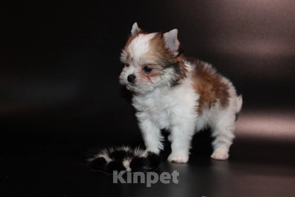 Собаки в Омске: Девочка красотка Девочка, 40 000 руб. - фото 2