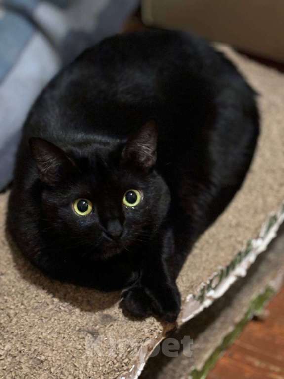 Кошки в Санкт-Петербурге: Ночка из приюта в добрые руки Девочка, Бесплатно - фото 1