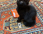 Кошки в Старом Осколе: Отдадим в хорошие руки котенка Девочка, Бесплатно - фото 2