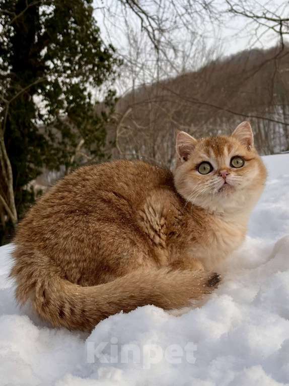 Кошки в Геленджике: Британская золотая шиншилла Мальчик, 45 000 руб. - фото 2